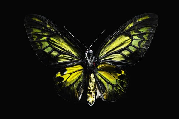 Mariposa con alas verdes y amarillas sobre fondo negro