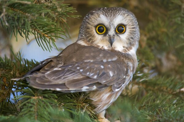 Chouette surprise dans les branches de conifères