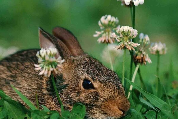 Der Hase hat sich im Gras versteckt