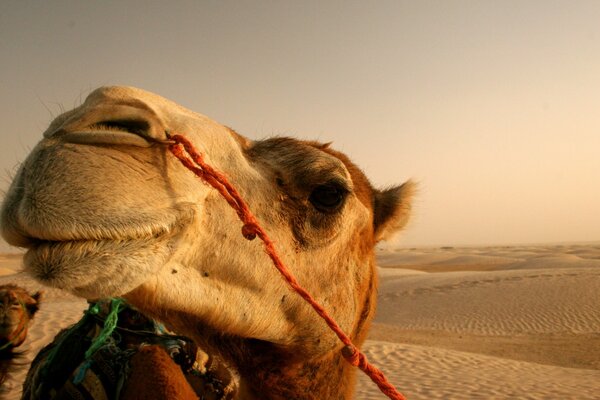 Camel with an earring in his nose