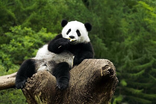 Panda s est effondré sur un arbre cassé