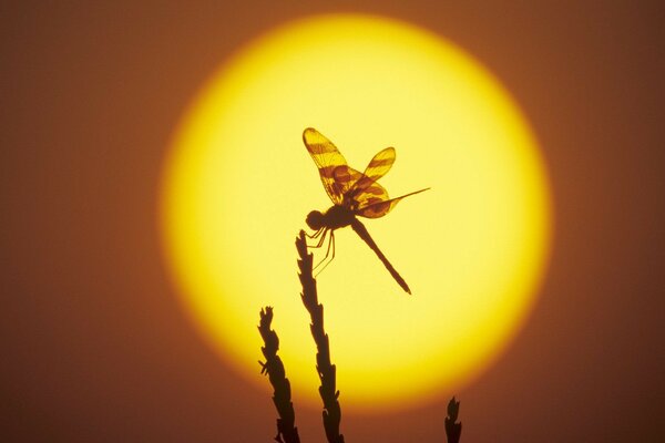 Silhouette einer Libelle bei Sonnenuntergang