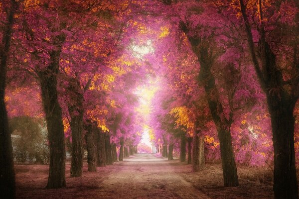 Ein Weg zwischen den Bäumen mit Herbstlaub