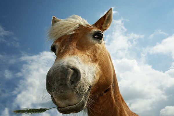 Das Pferd hält ein Ährchen in den Zähnen