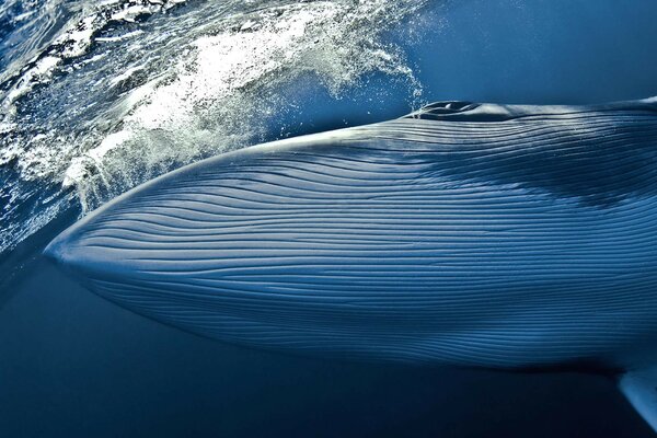 Hermosa ballena bajo el agua