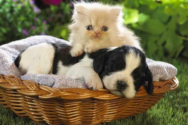Photo de l amitié d un chiot et d un chaton dans un panier