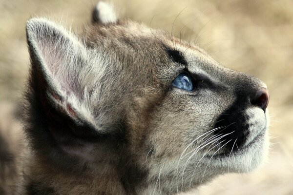 A cougar kitten with beautiful blue eyes