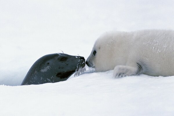 Pocałunek foki-mamy i szczeniaka