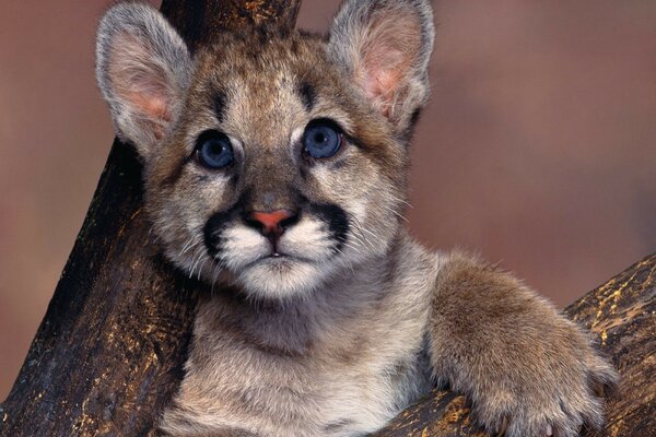 Baby cougar with blue eyes