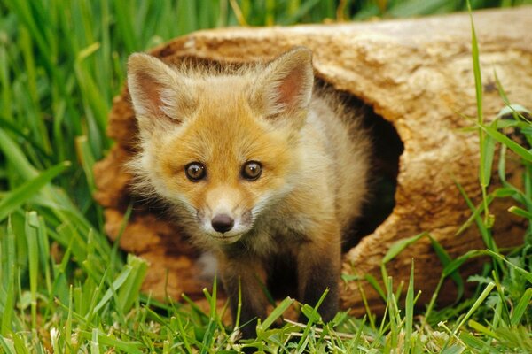 Fuchs rotes Gras ist schön