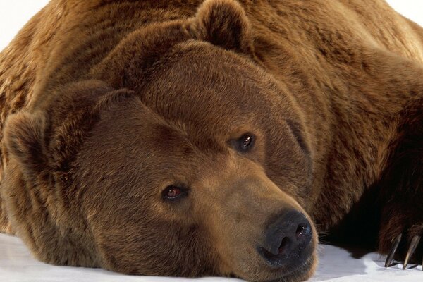 A brown bear is lying on the snow