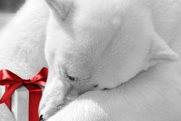 A white bear with a beautiful gift
