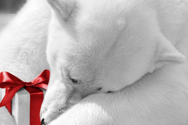 Oso de peluche blanco con un hermoso regalo