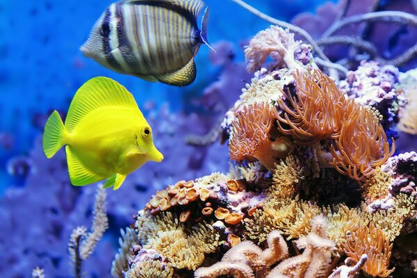 Hermosos peces de acuario sobre un fondo azul