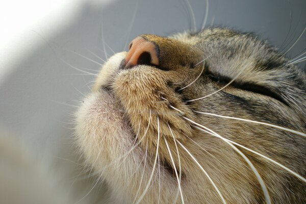 El hocico de un gato fotografiado cerca