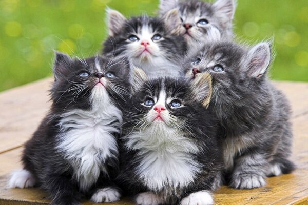 Chatons mignons regardent vers le haut