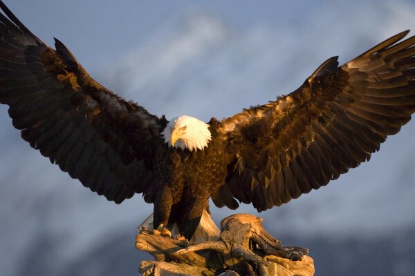 Ein Adler, der sich auf den bevorstehenden Flug vorbereitet