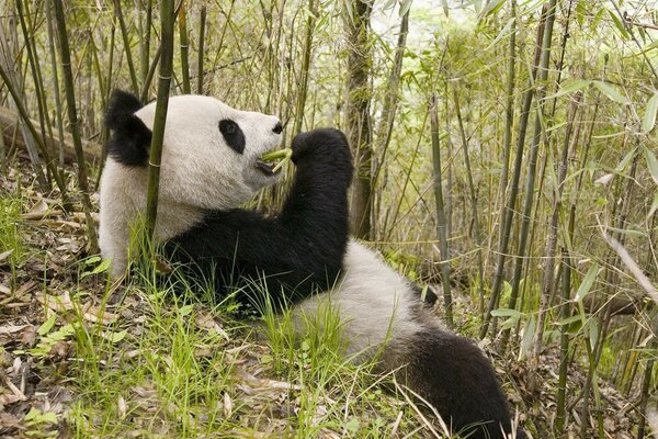 Panda in nature lies and eats bamboo