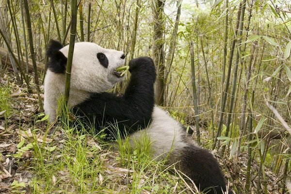 Panda w naturze leży i je bambus
