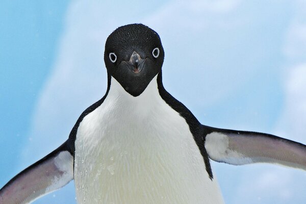 Fröhlicher Pinguin mit Schnee unter den Flügeln