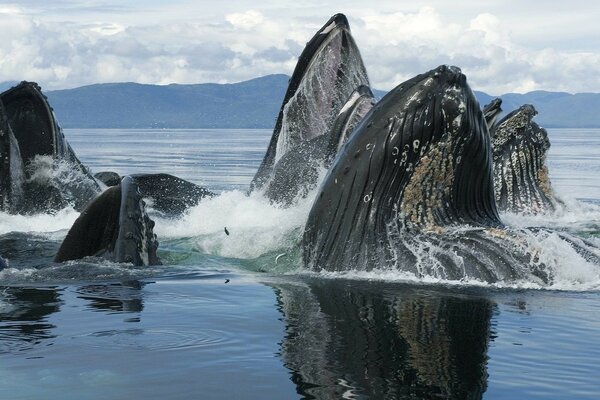 Colonia de ballenas en la superficie del agua