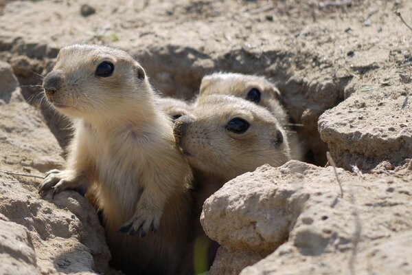 A family of ground squirrels warms their muzzles