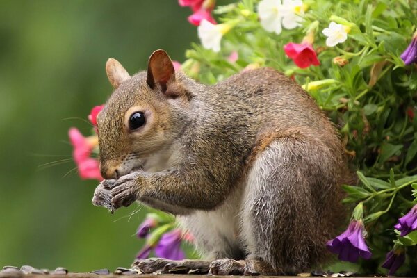 Squirrel nibbles seeds on a background of flowers