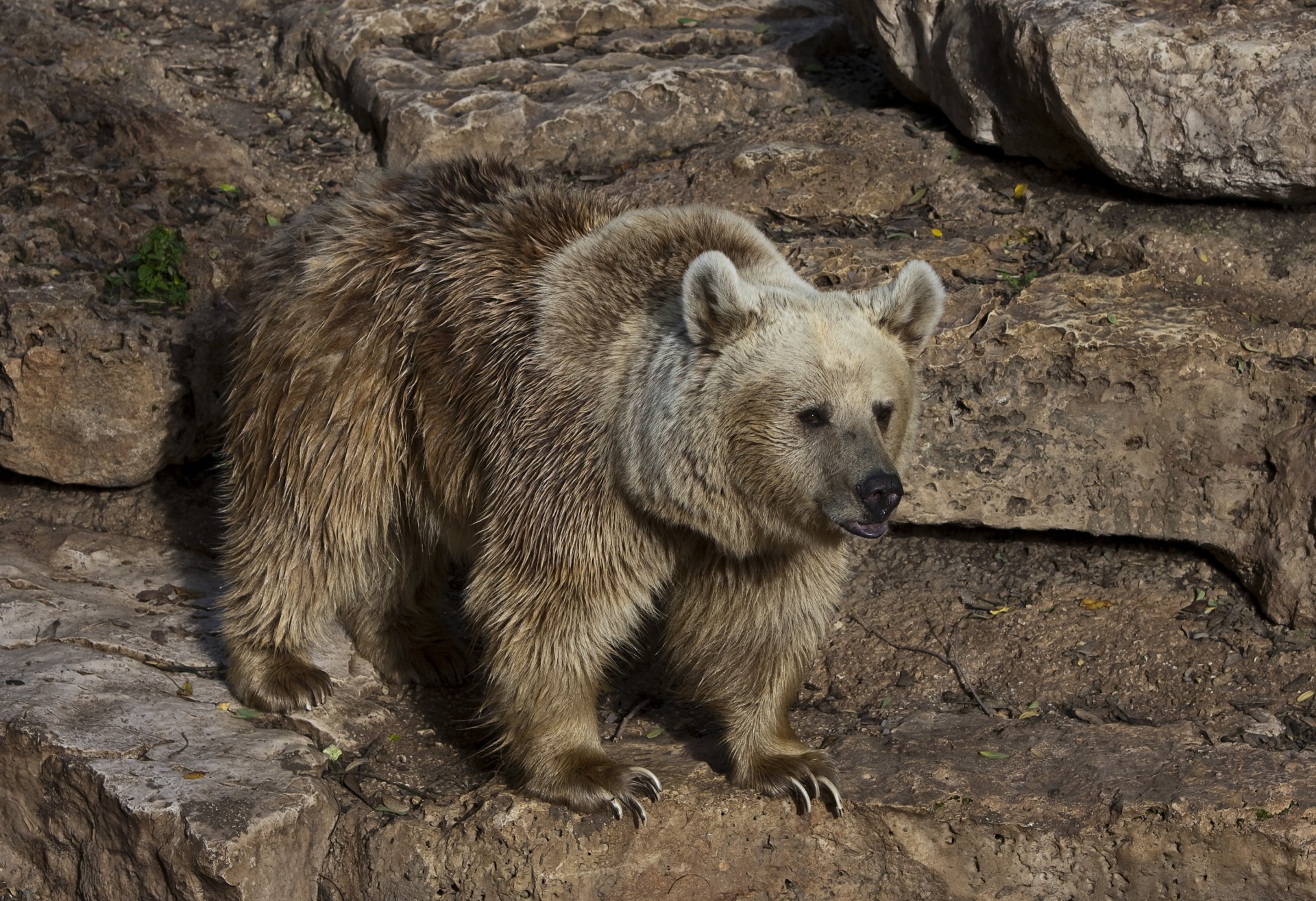 orso artigli piede torto potapych marrone sergeydolya