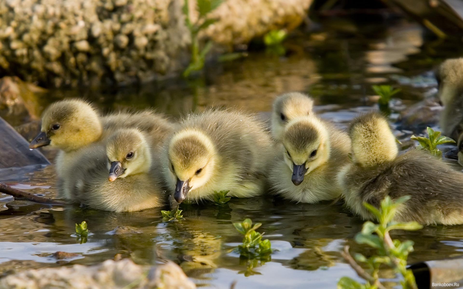 fluss lebewesen sonstiges