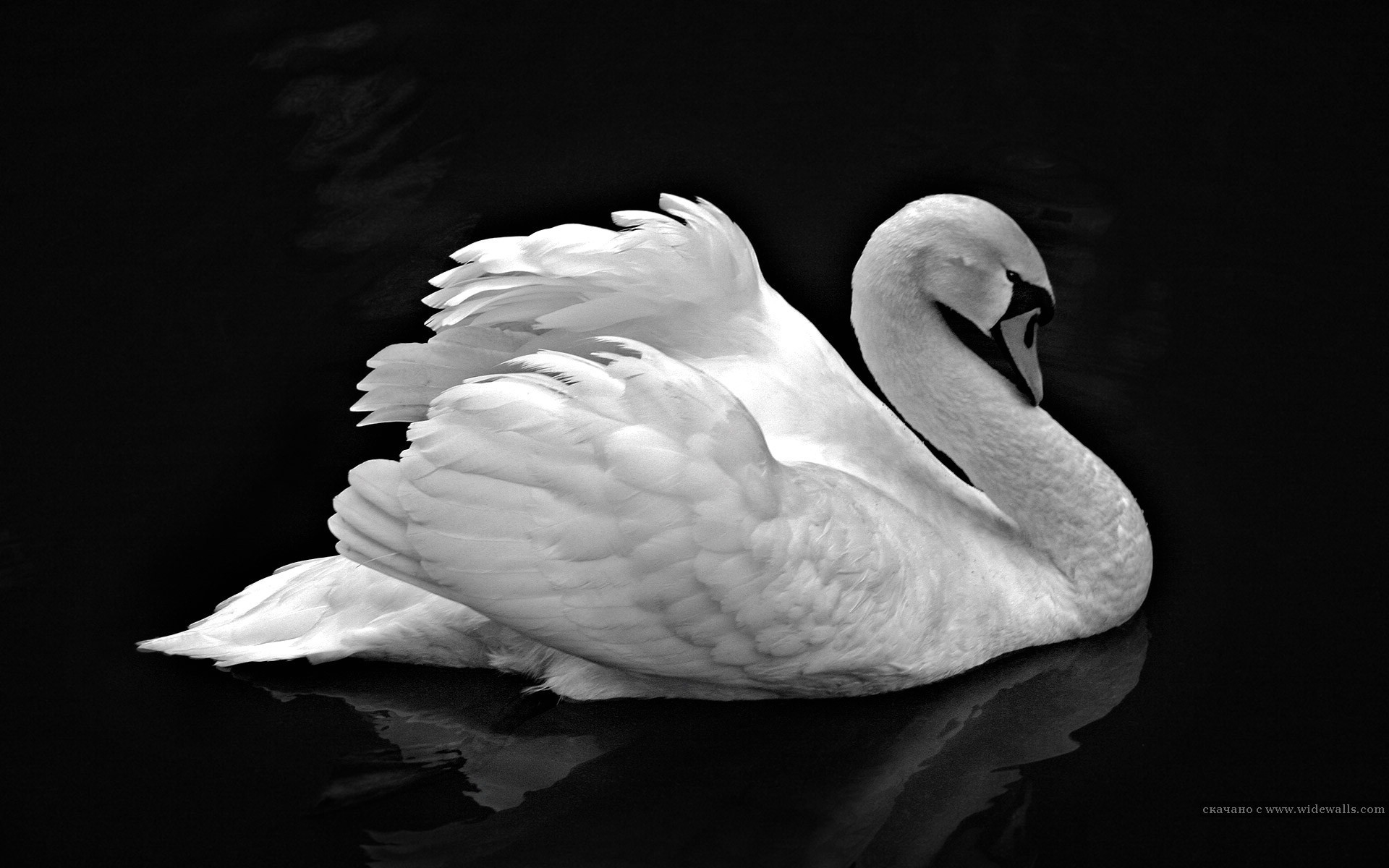 blanco y negro cisne agua