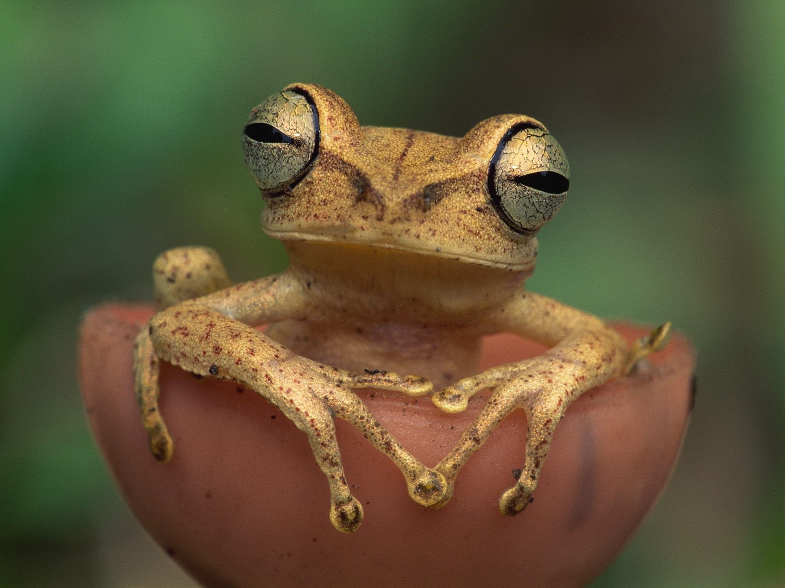 frog tree frog feet