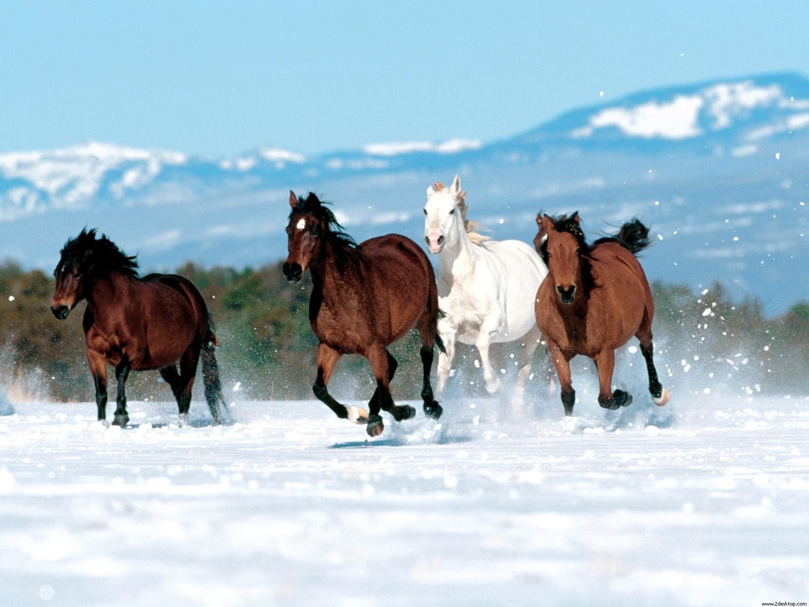 manada caballos correr