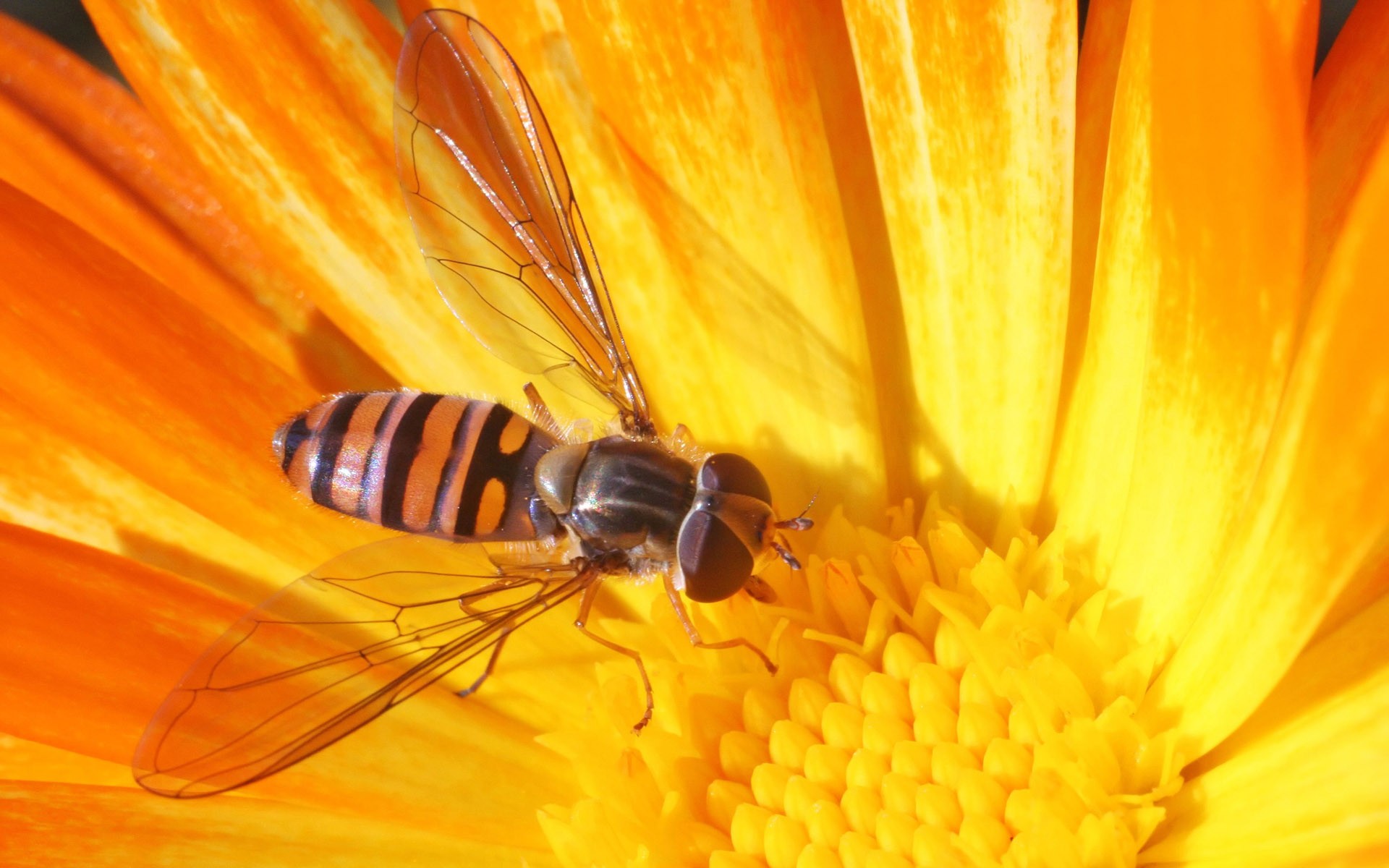 guêpe fleur jaune gros plan