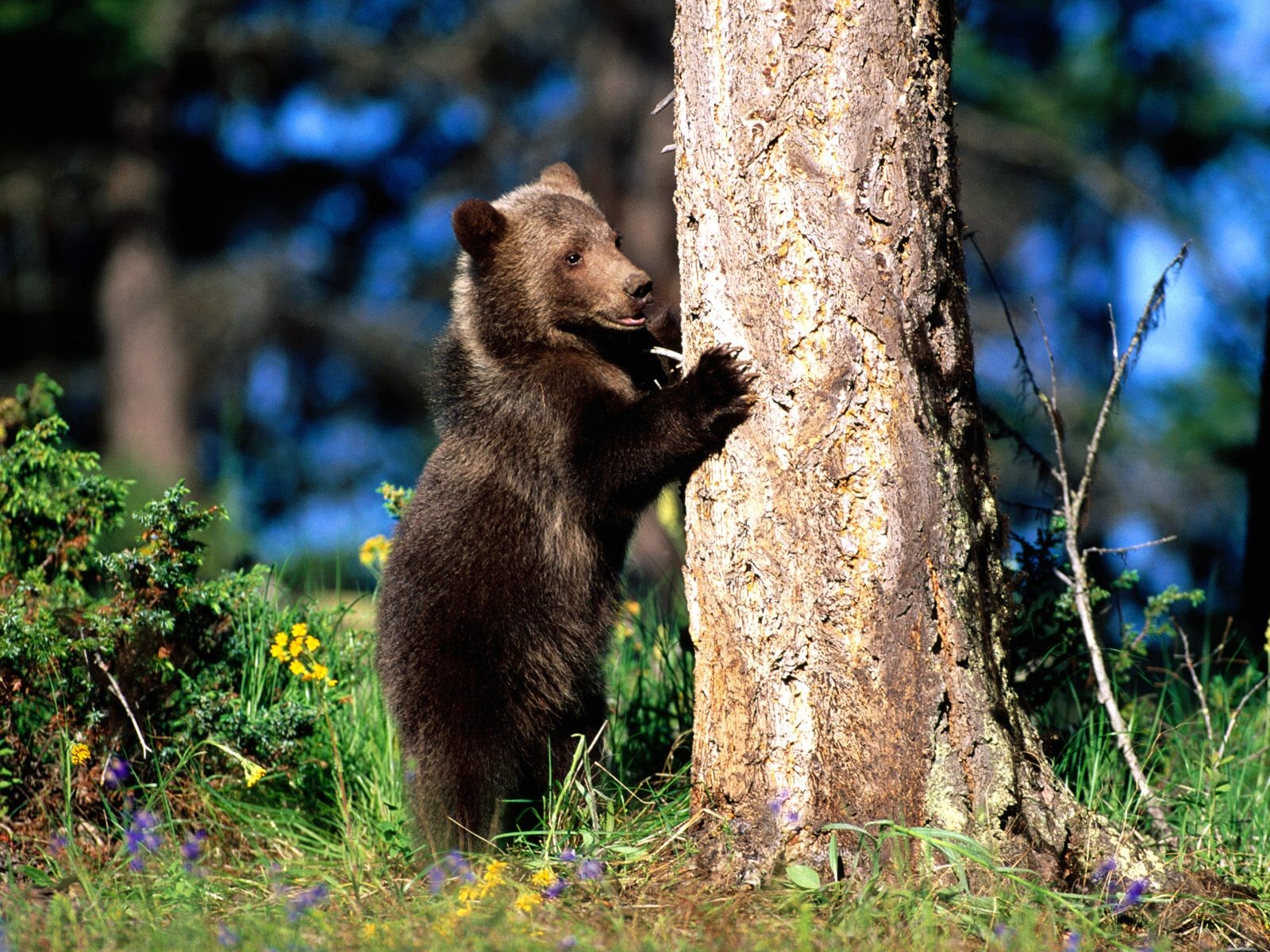 bär krallen = baum wald