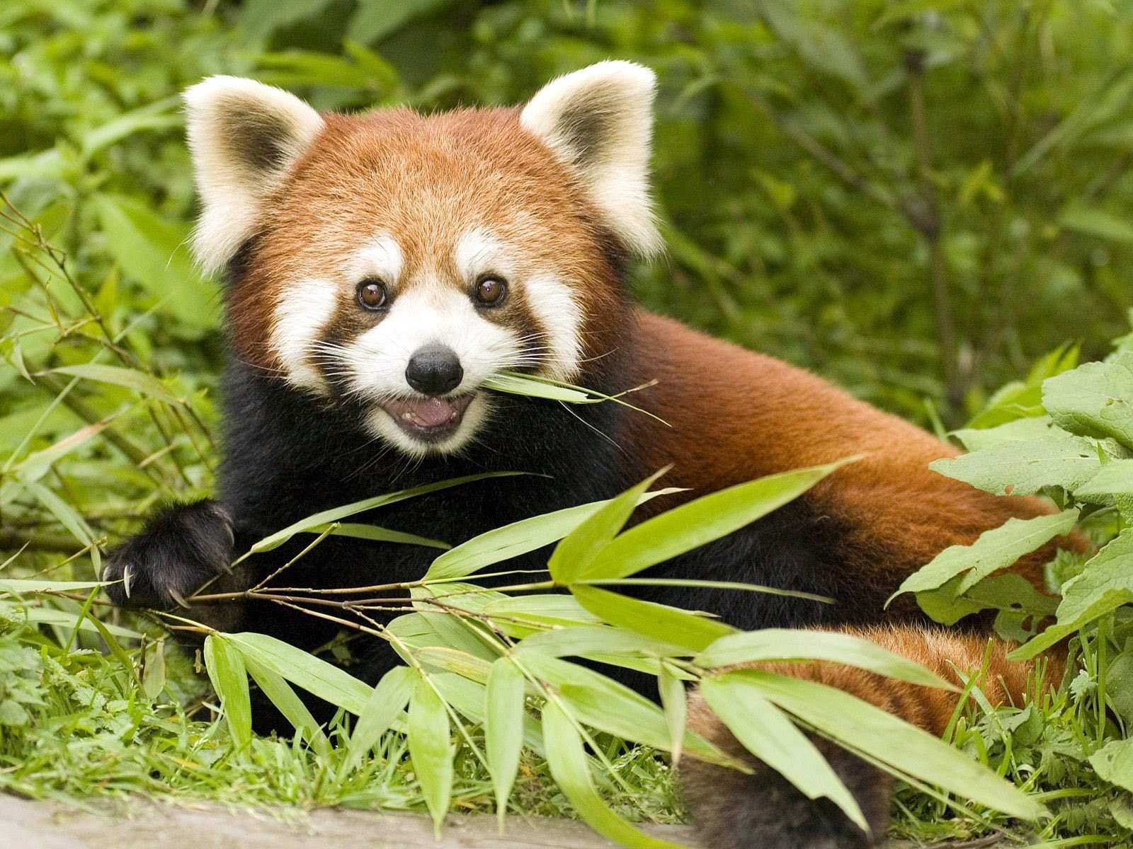 piccolo o rosso panda live originale logo firefox