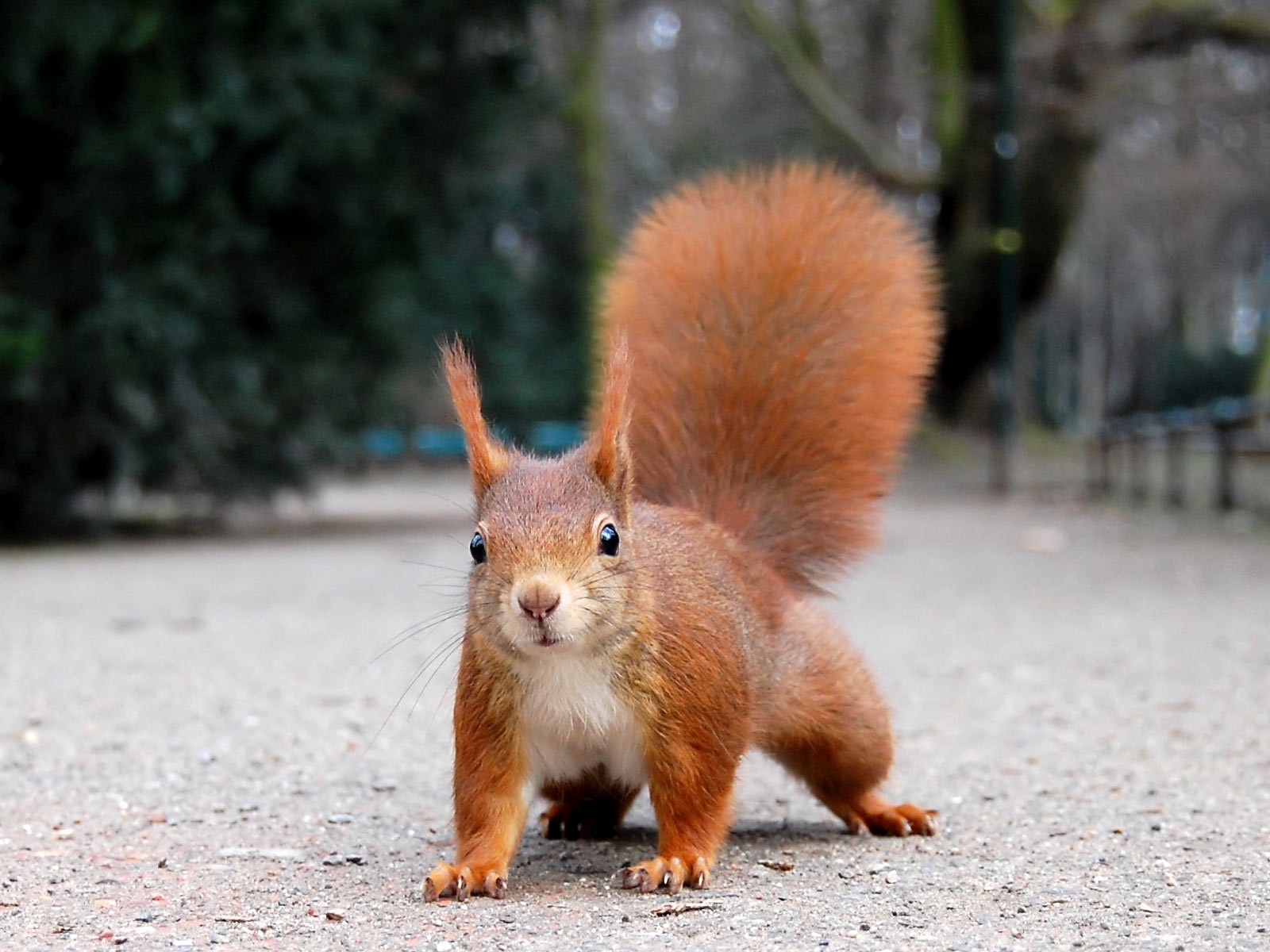 wiewiórka ruda park kontrast