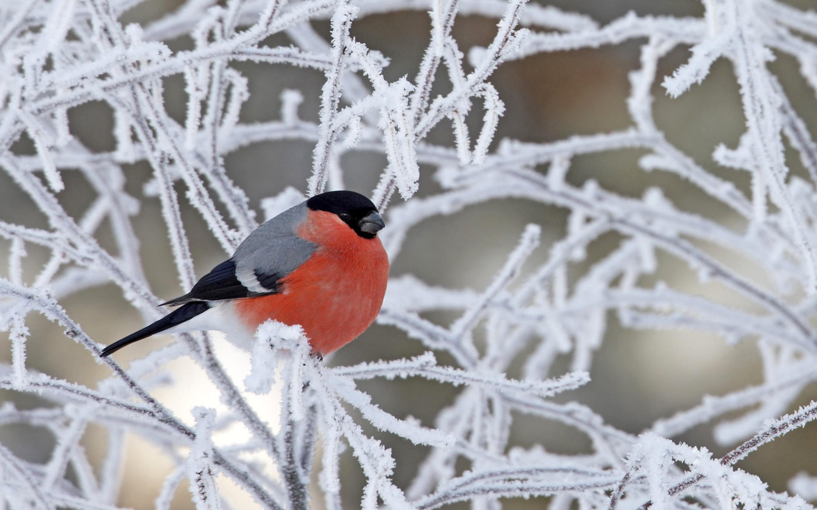 poultry bullfinch snow-covered branch red-gray