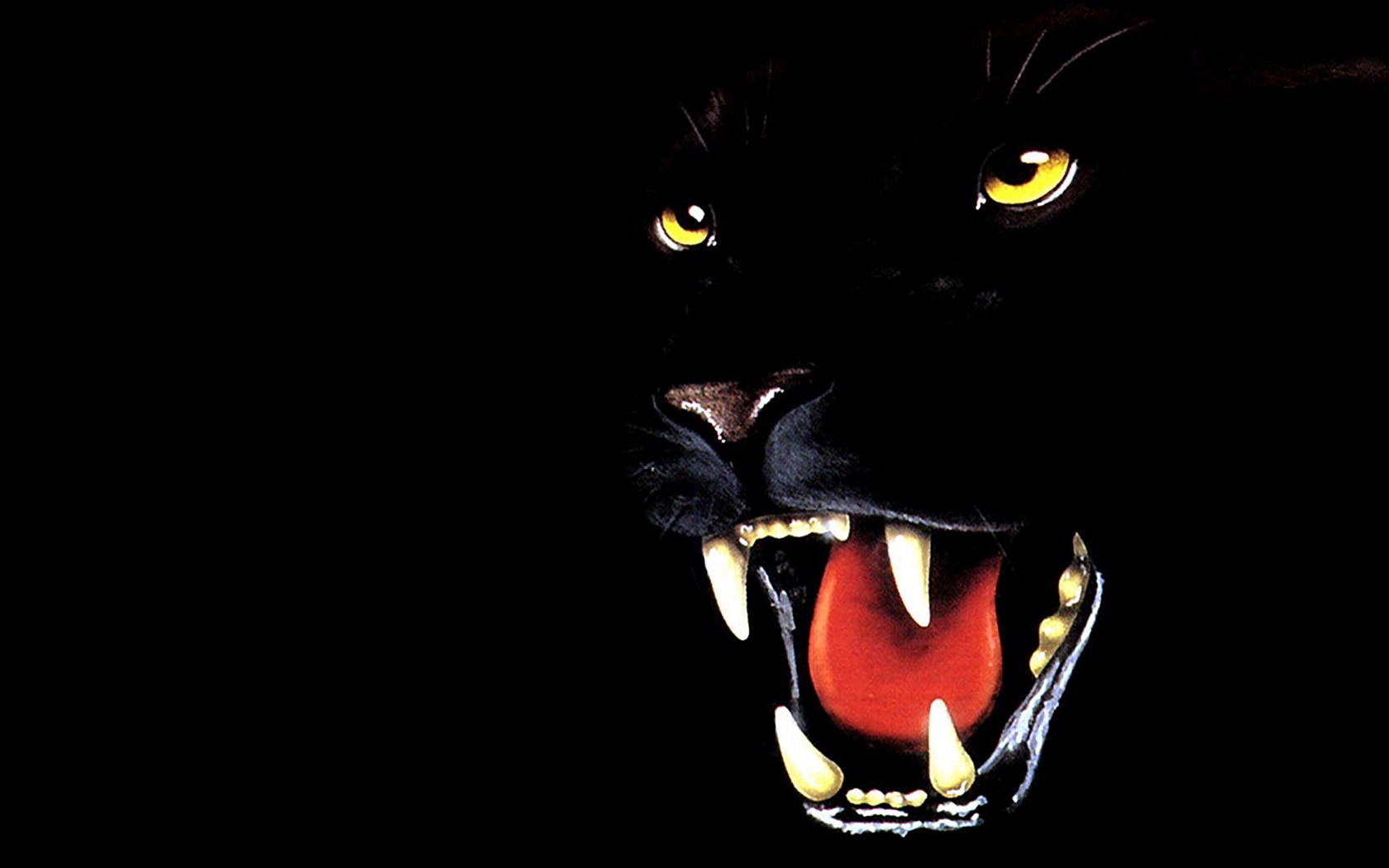 gezeichnet bild panther