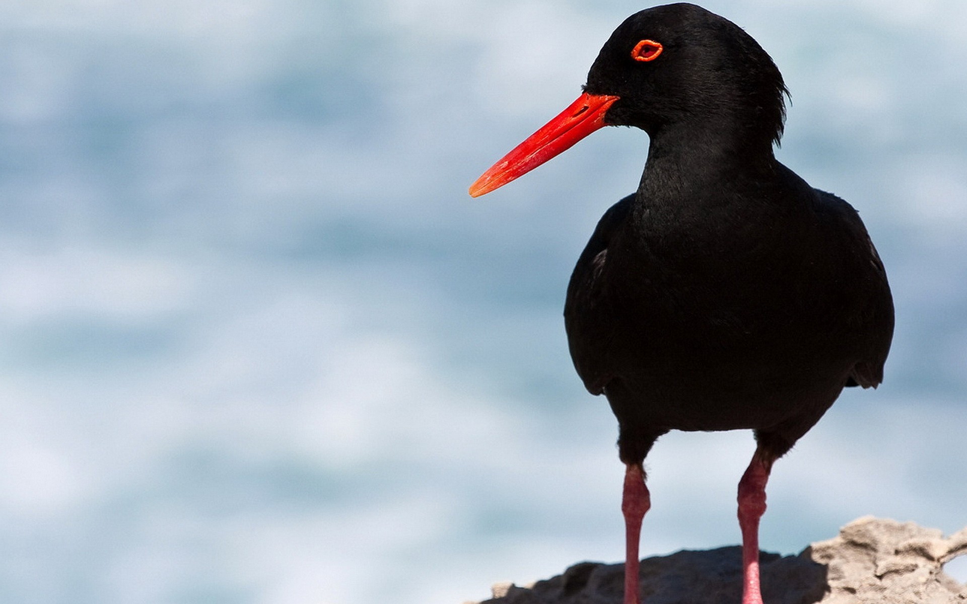 oystercatcher poultry black stone beak