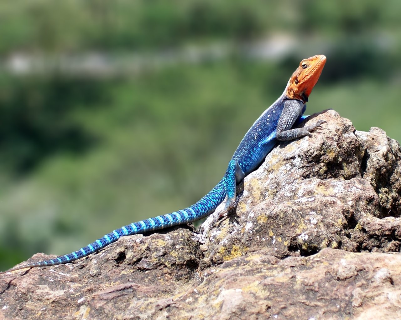 lizard stones multicolored