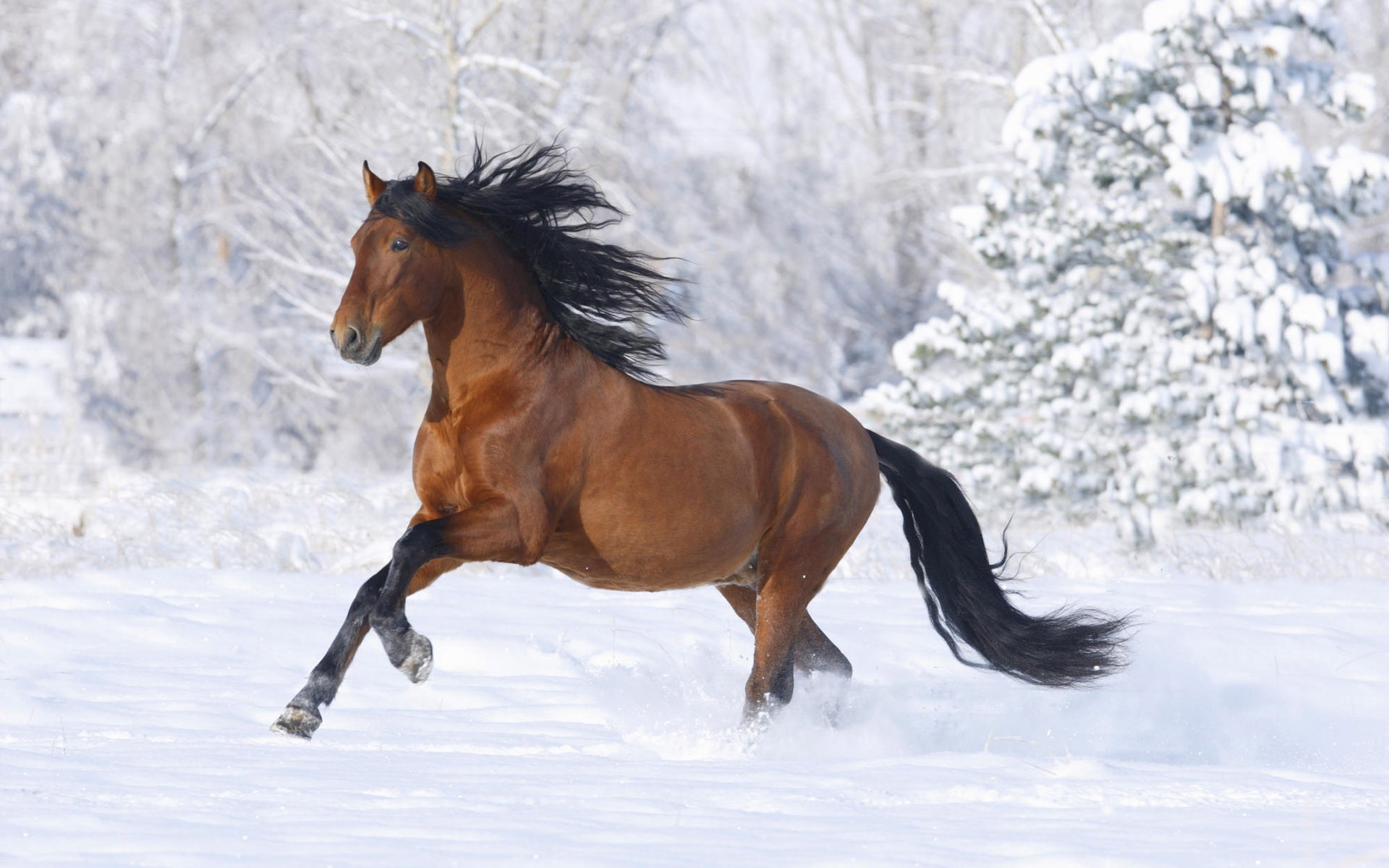 caballo nieve invierno