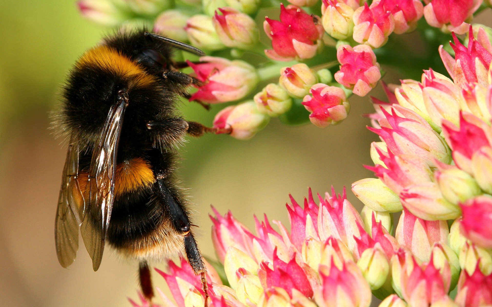 hummel blumen rosa makro