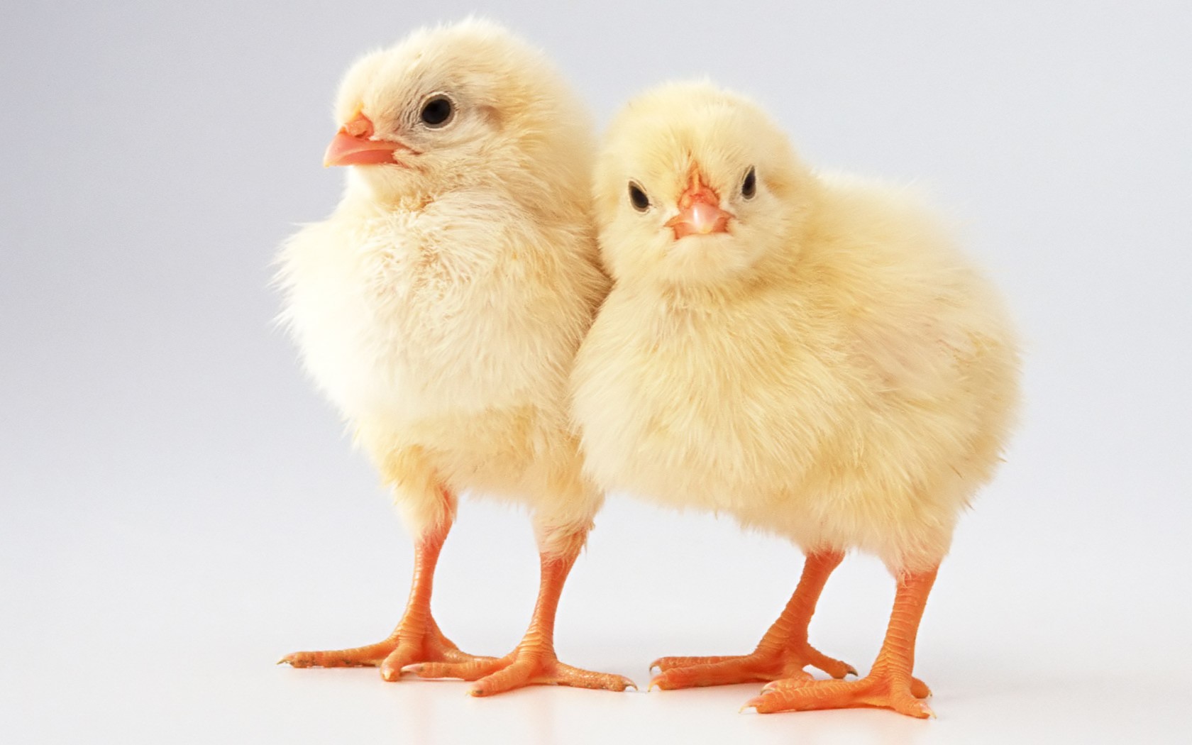 chickens birds two yellow white background