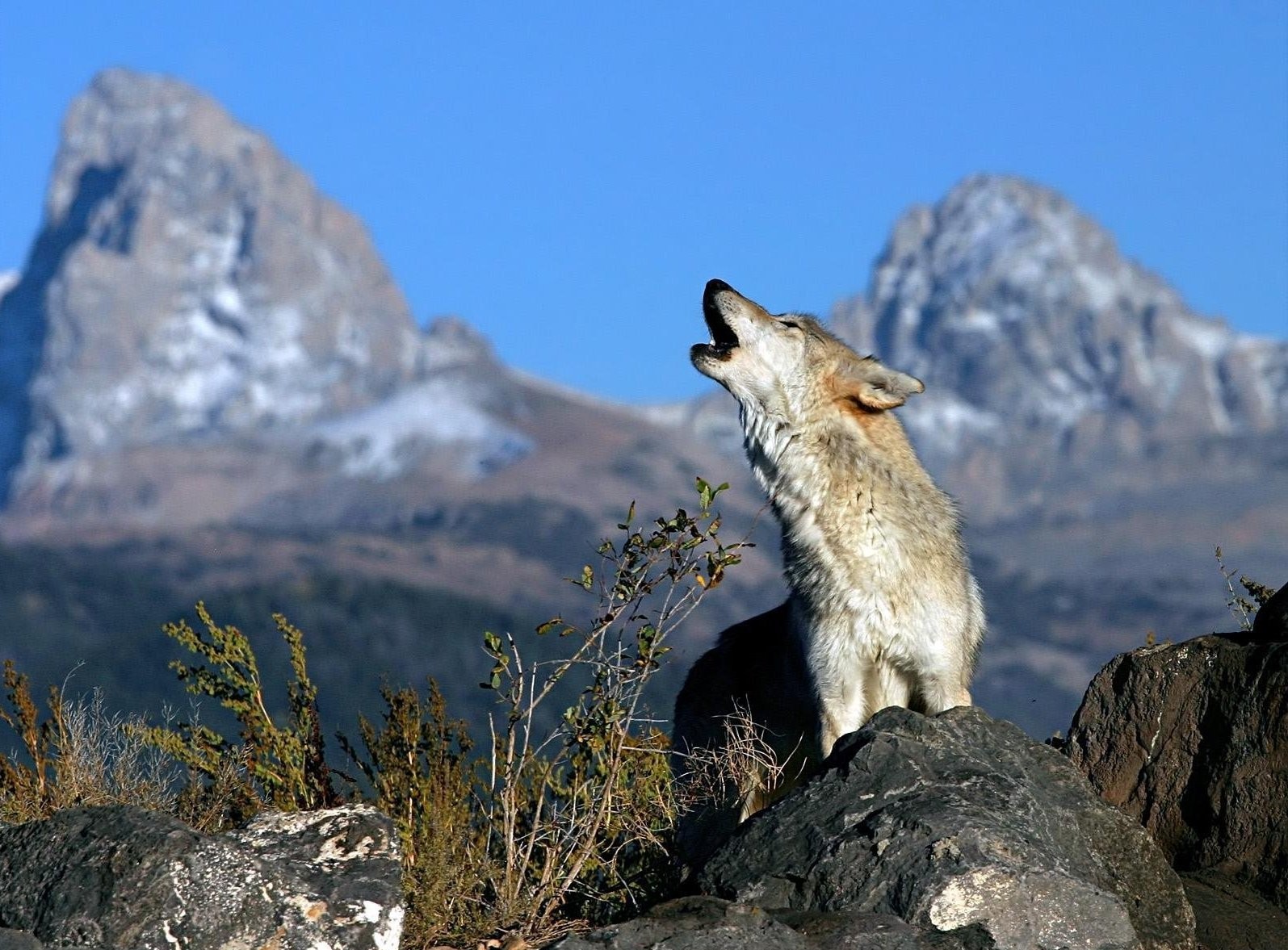 loup montagnes buissons