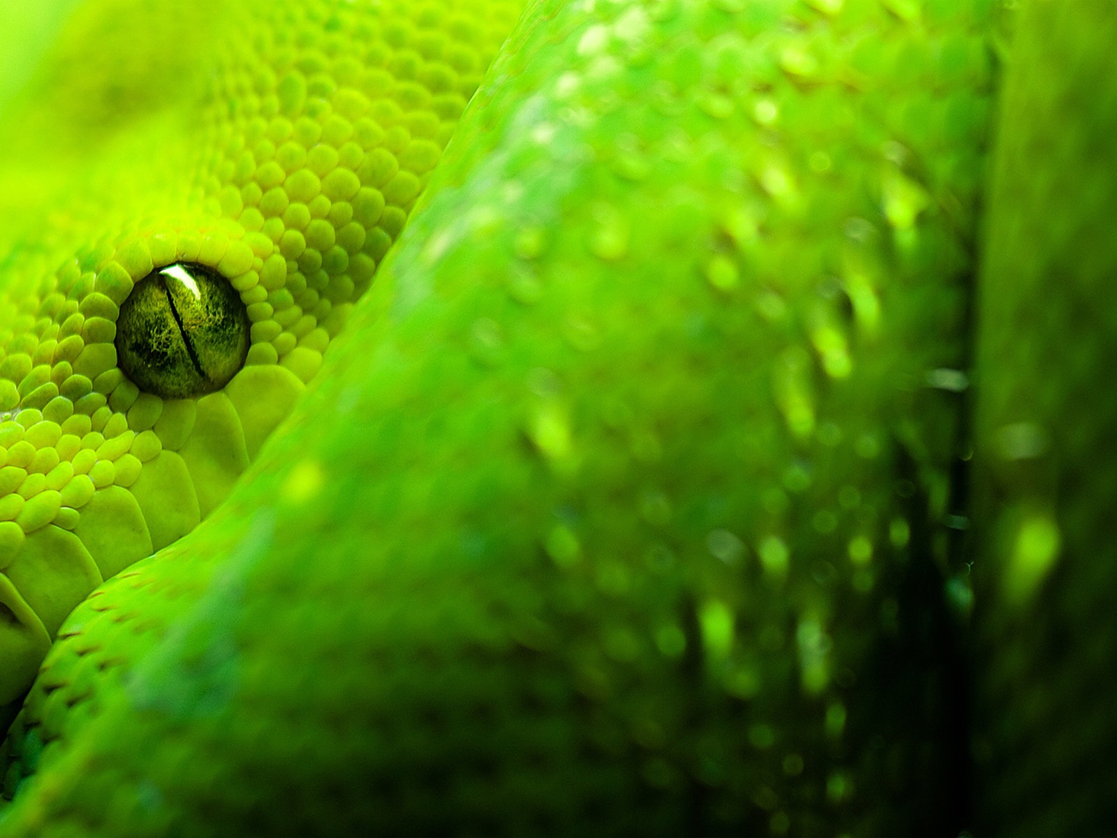 vert yeux serpent