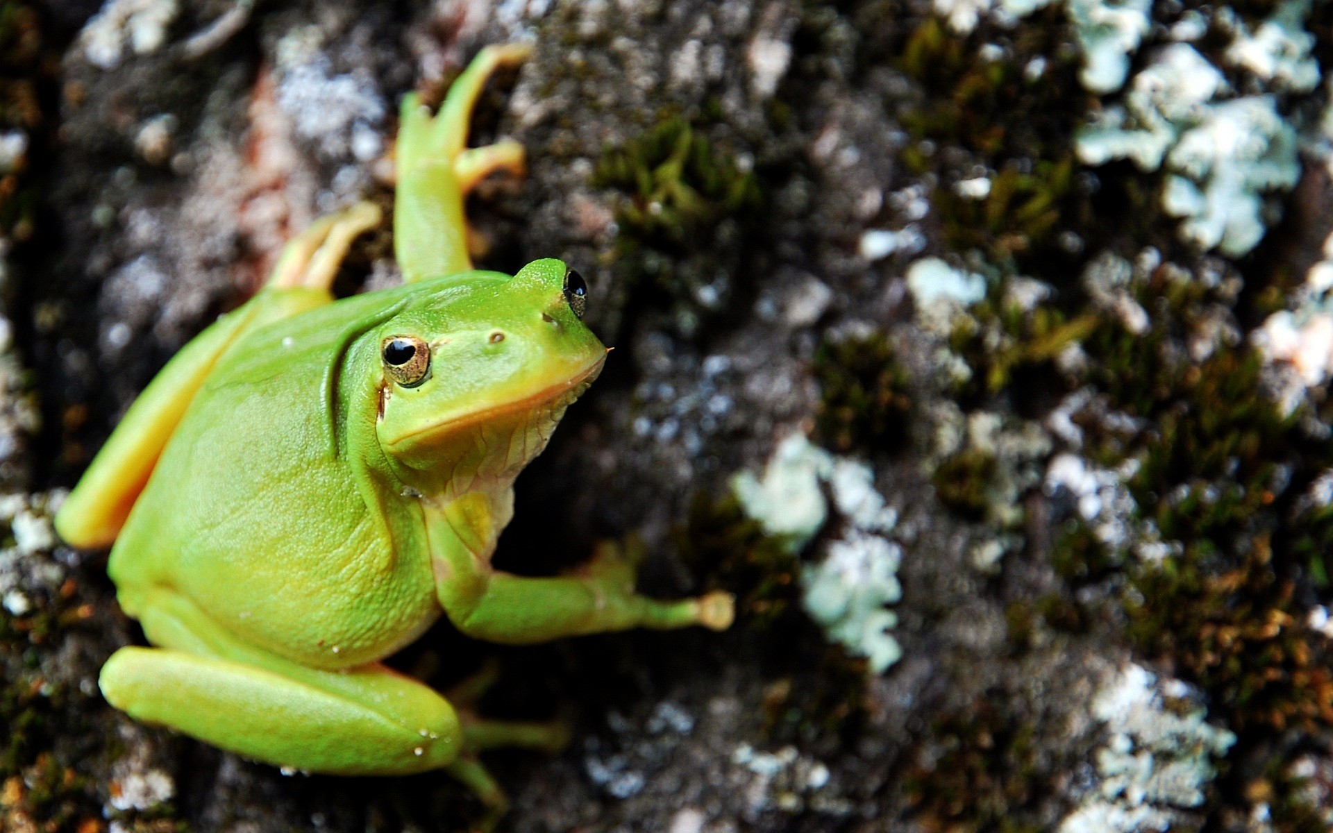 frosch stein grün braun