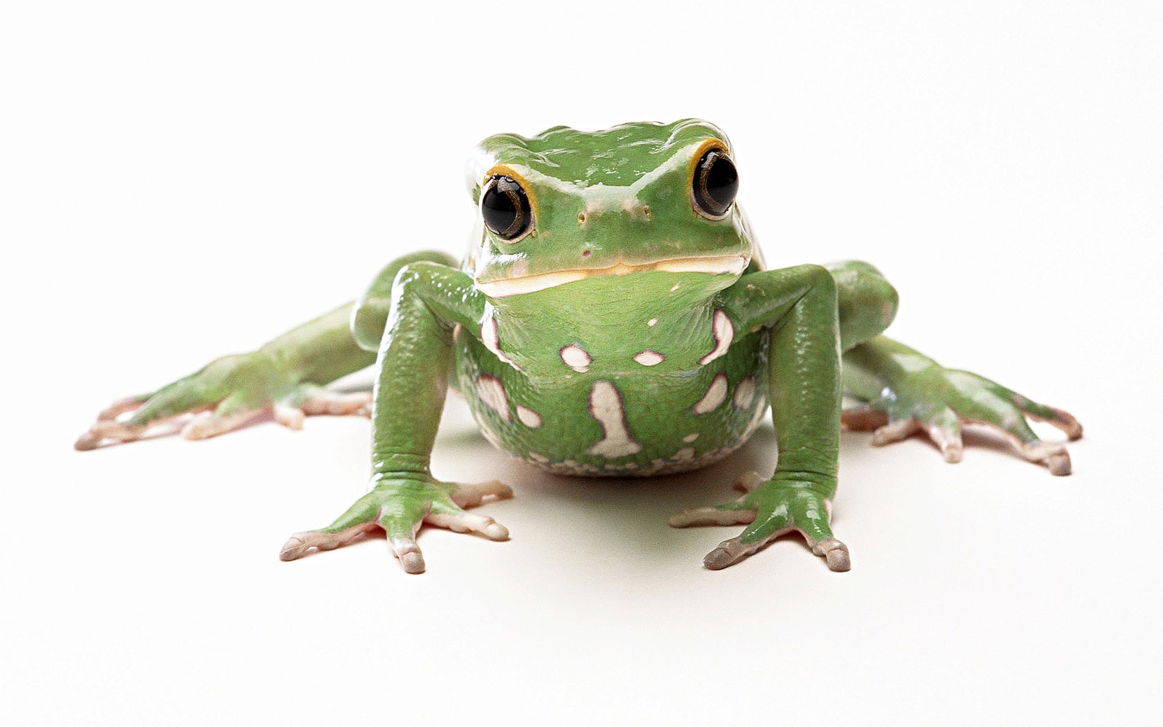 white green frog