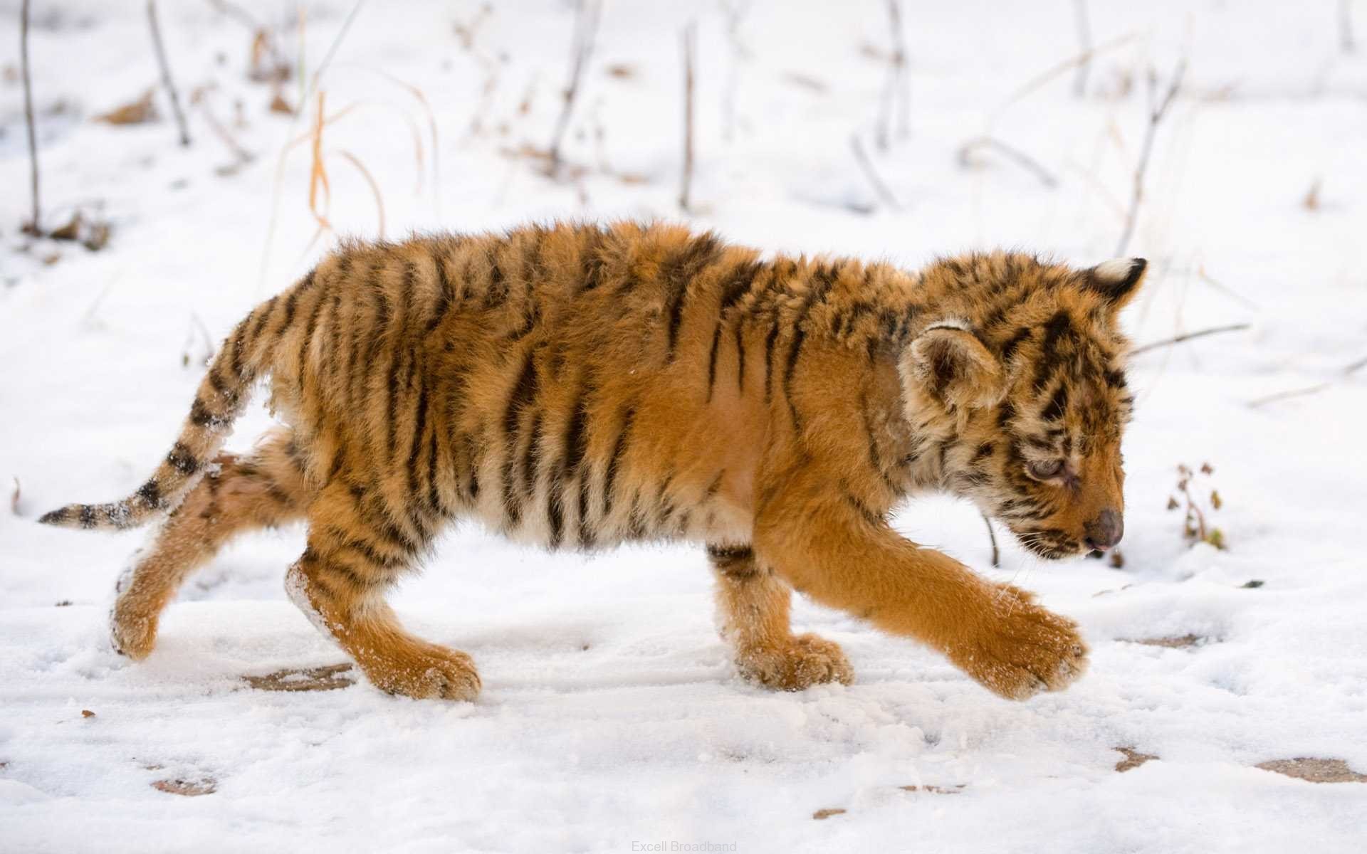 cachorro de tigre bebé nieve