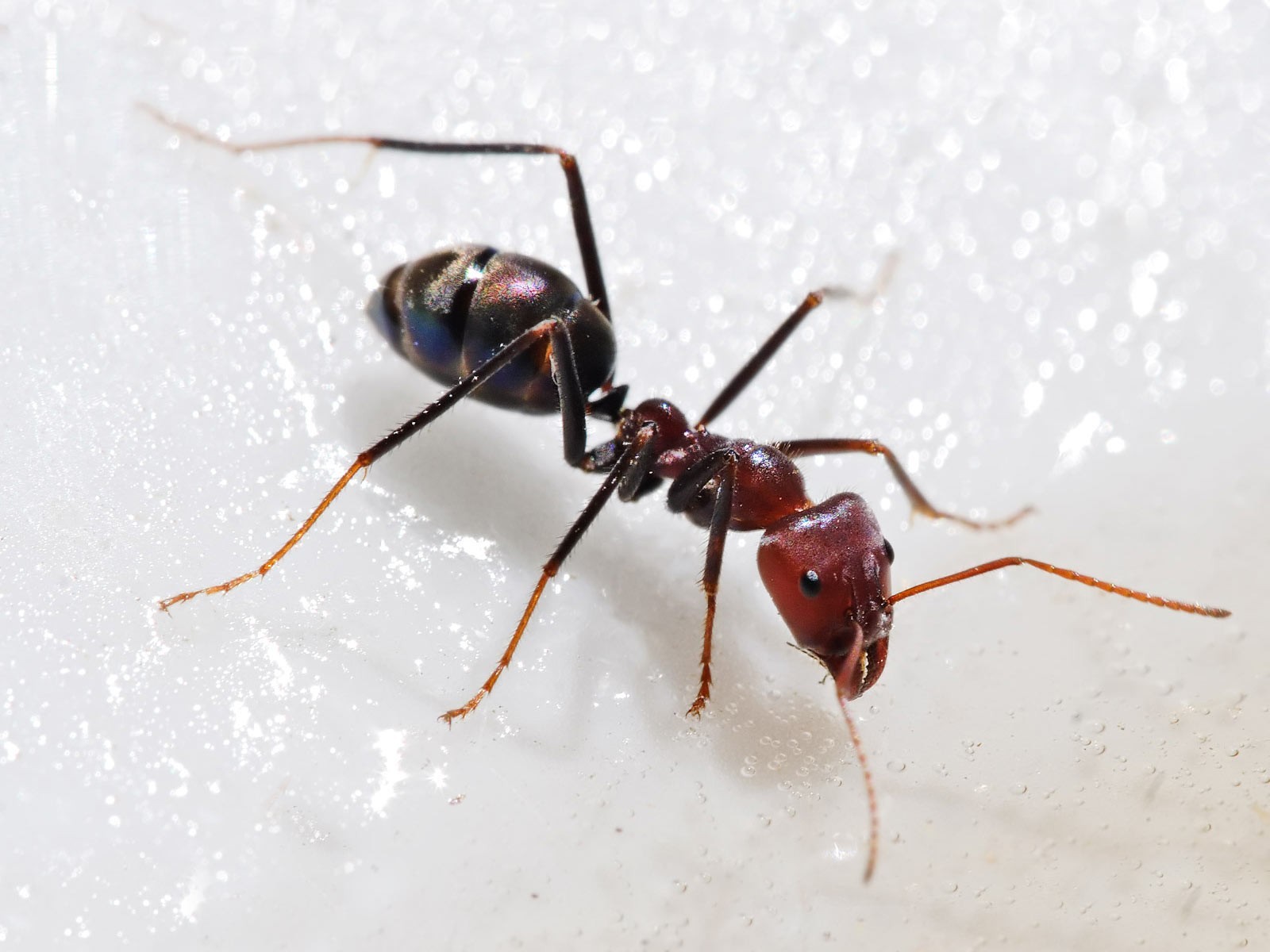 hormiga arrastrándose por blanco nasikomye