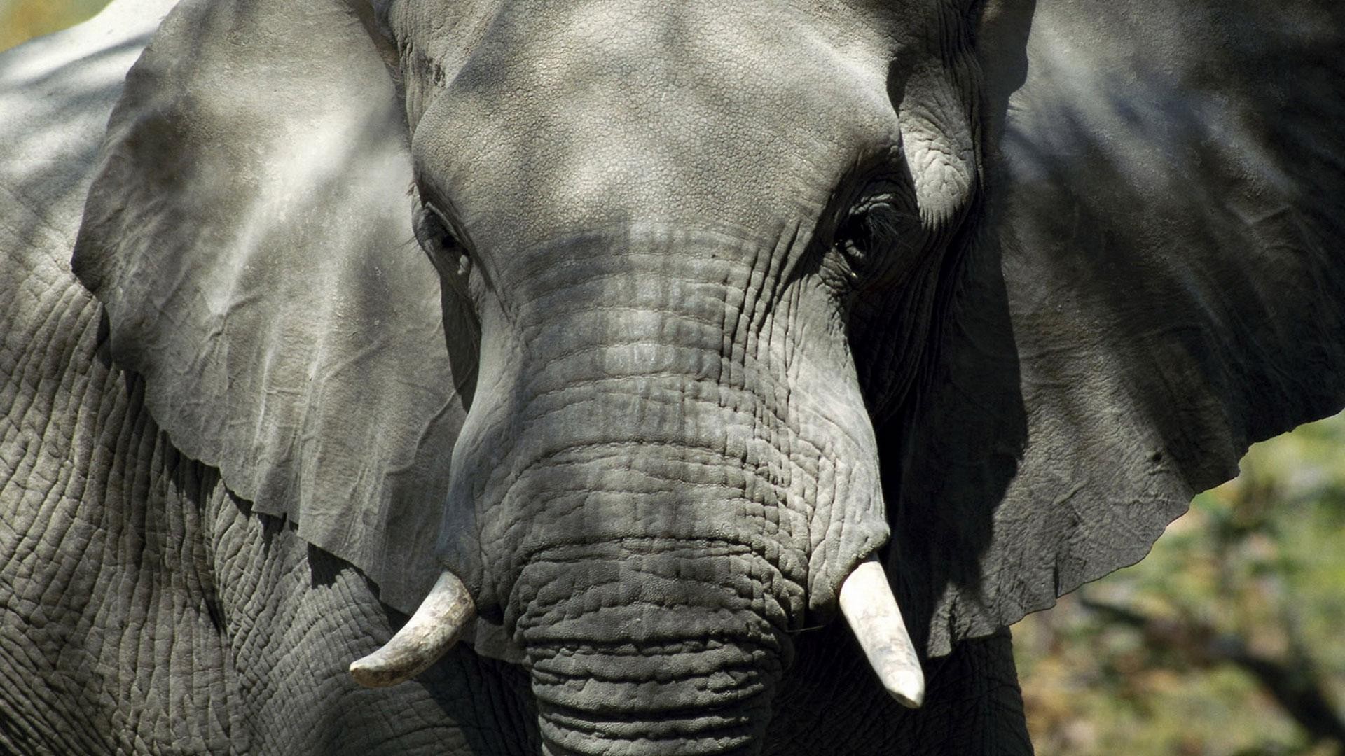 elefante libero africa